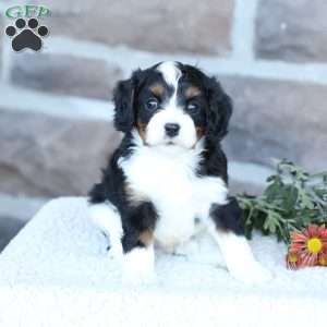 Scout, Cavapoo Puppy